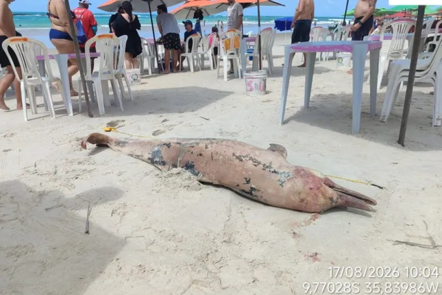 Golfinho é encontrado morto e encalhado na Praia do Francês