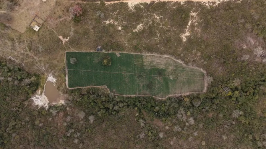 PF deflagra operação contra cultivo ilegal de maconha e apreende 40 mil plantas em MG