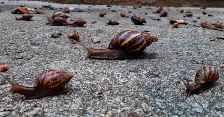 Chuvas favorecem proliferação de caramujo-africano e elevam alerta no Agreste