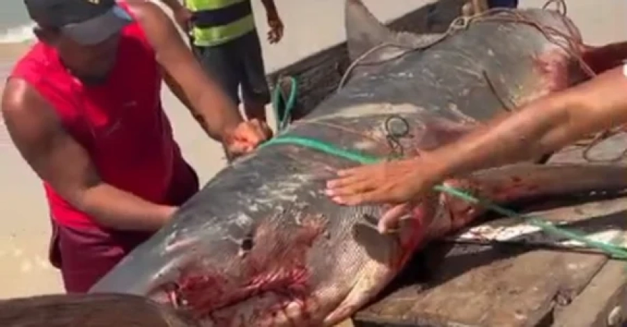 Tubarão-tigre de mais de dois metros é capturado por pescadores em Coruripe