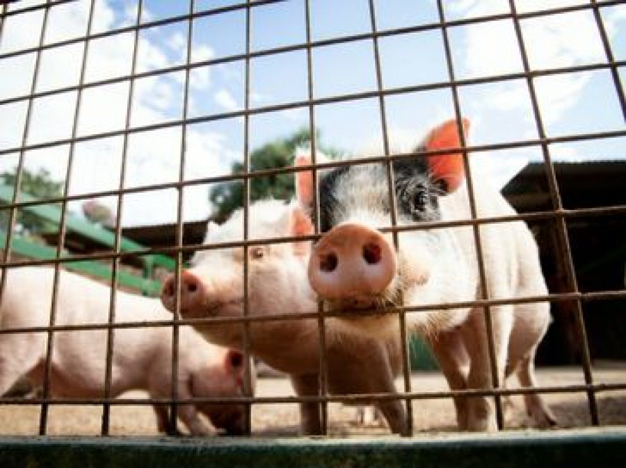 Alagoas amplia rebanhos e se destaca no crescimento da produção pecuária