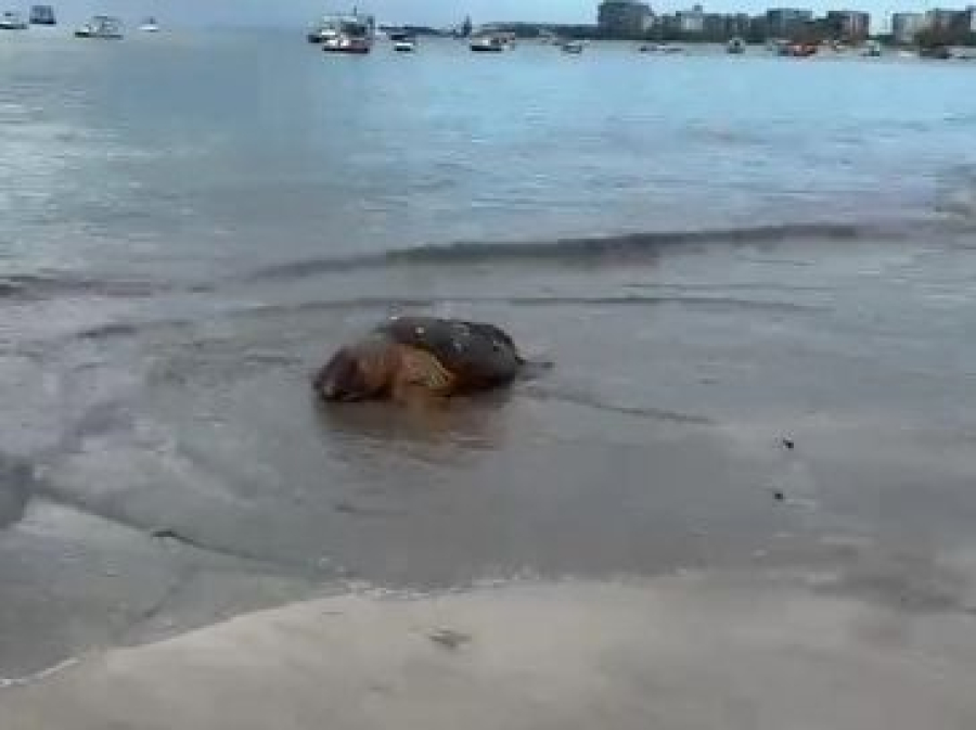 Tartaruga-cabeçuda é encontrada morta na Praia de Ponta Verde, em Maceió