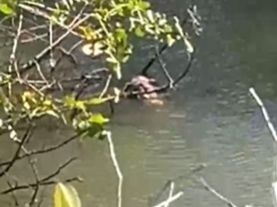 Corpo sem cabeça é encontrado em área de mangue no Litoral Norte de Alagoas