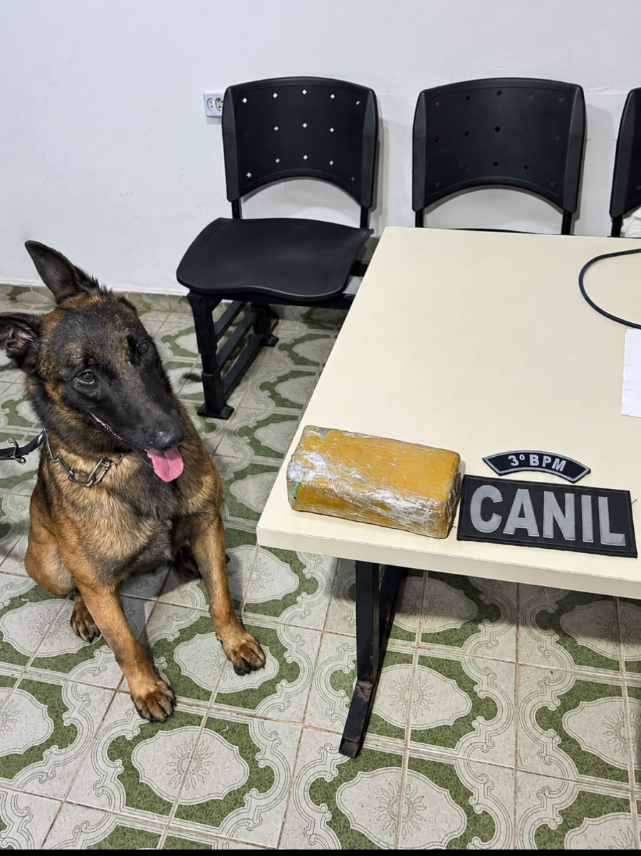Canil da PM apreende tablete de maconha em residência abandonada no Manoel Teles, em Arapiraca