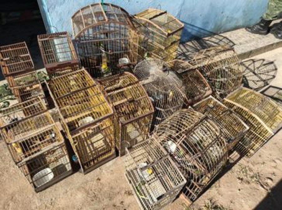 Operações resgatam 593 animais silvestres e apreendem seis armas em Alagoas