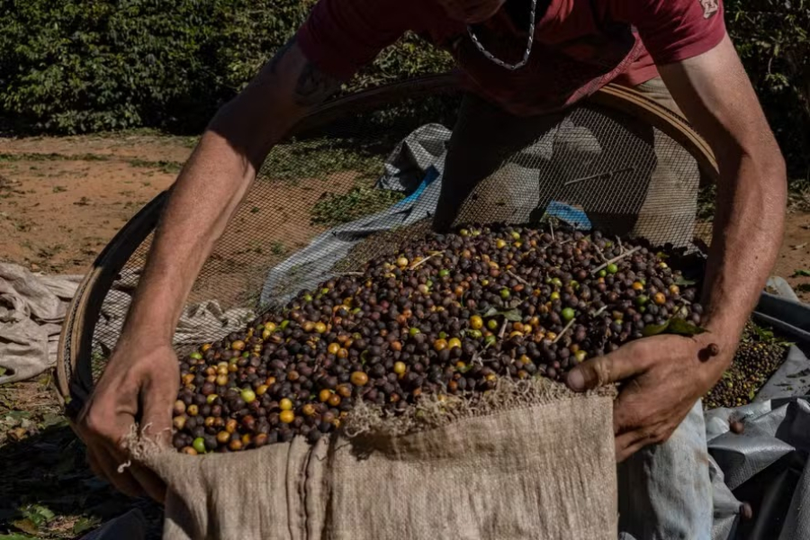 Por que o Brasil, maior produtor de café do mundo, está mudando seus grãos?