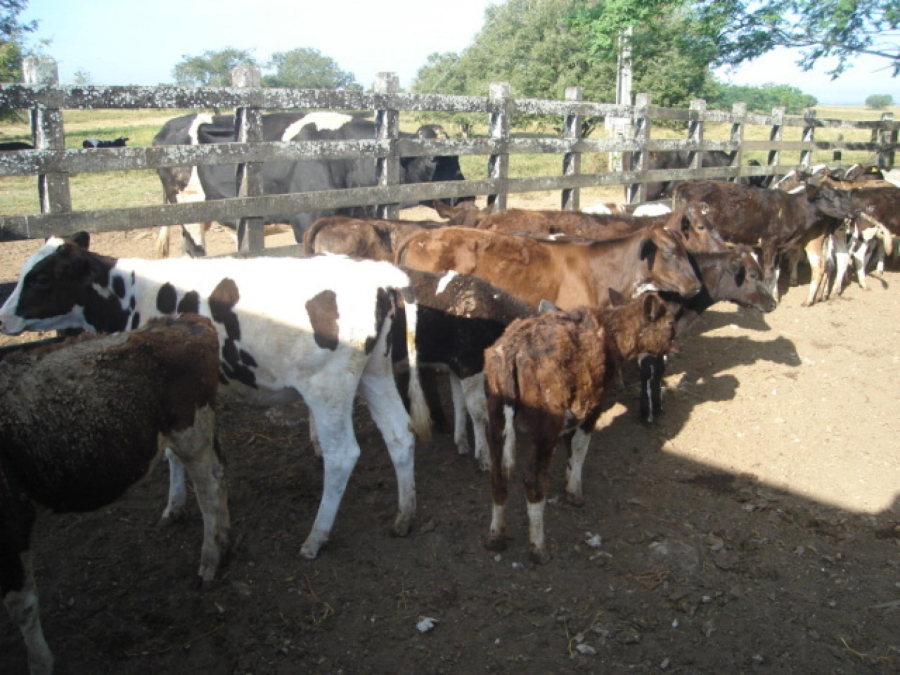 Adeal realiza a primeira etapa da campanha de vacinação contra a brucelose