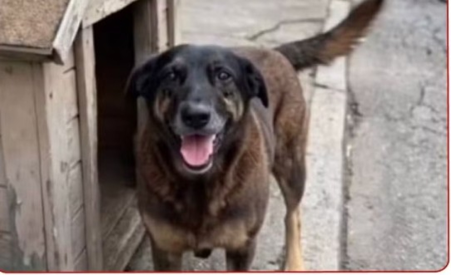 Polícia Civil indicia três familiares de adolescentes suspeitos de matar cão Orelha em SC