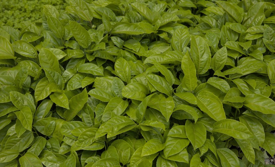 Crédito rural cresce 6% e atinge R$ 316,57 bilhões para o período da safra 2025/2026