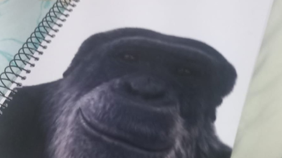 Professor investigado por injúria racial contra aluno é demitido de escola em Maceió