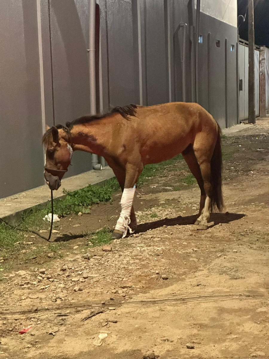 PM e veterinário socorrem cavalo ferido após acidente
