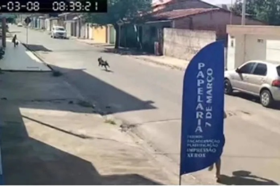 Pitbull solto mata pinscher e derruba criança em ataque ocorrido em Arapiraca