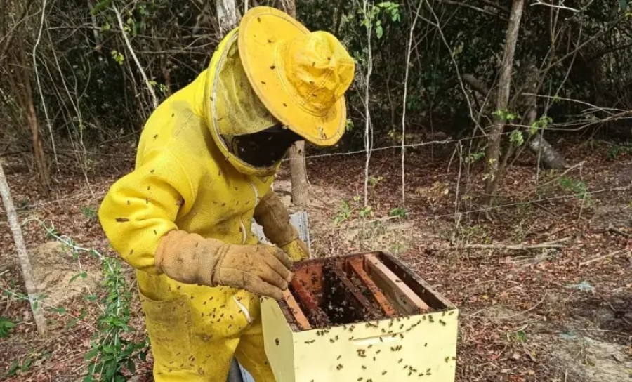 Muito além do mel, Sebrae lança projeto que vai impulsionar apicultura e meliponicultura no Sul de Alagoas