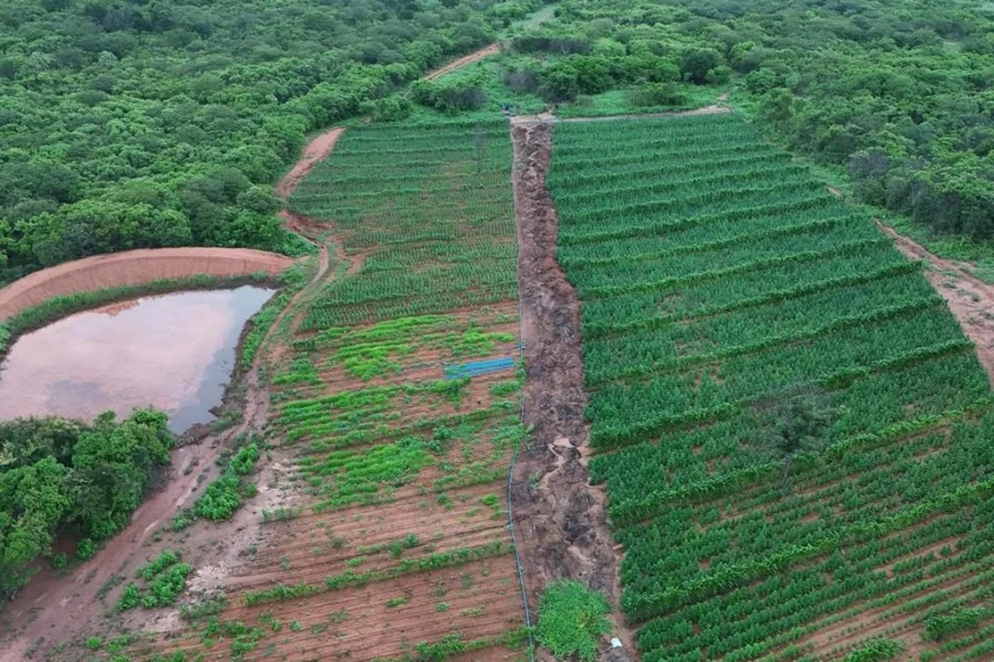 Plantação de 115 mil pés de maconha é encontrada no Piauí; veja fotos