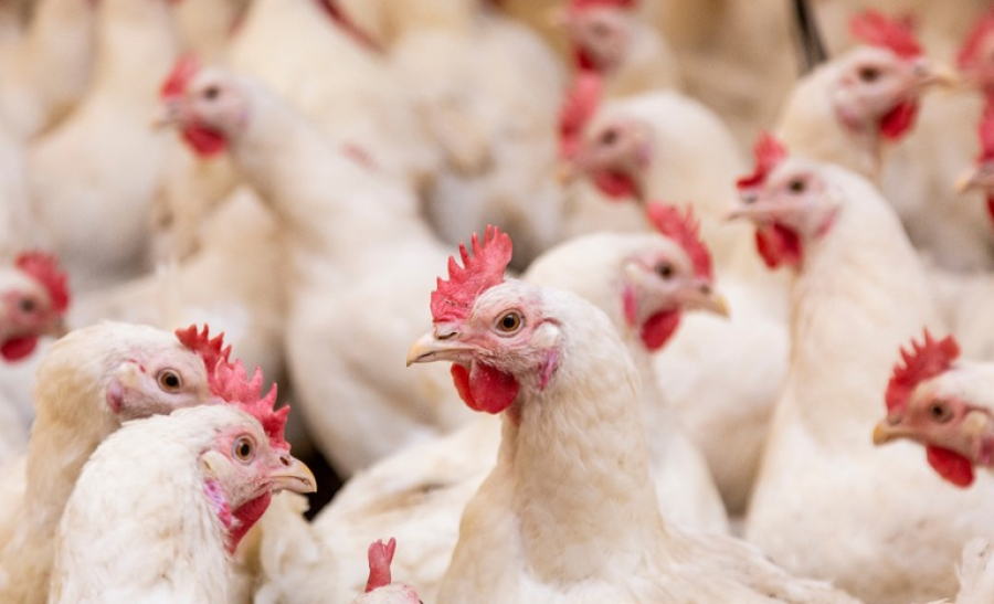 Ministério da Agricultura prorroga por mais 180 dias o estado de emergência zoossanitária por gripe aviária