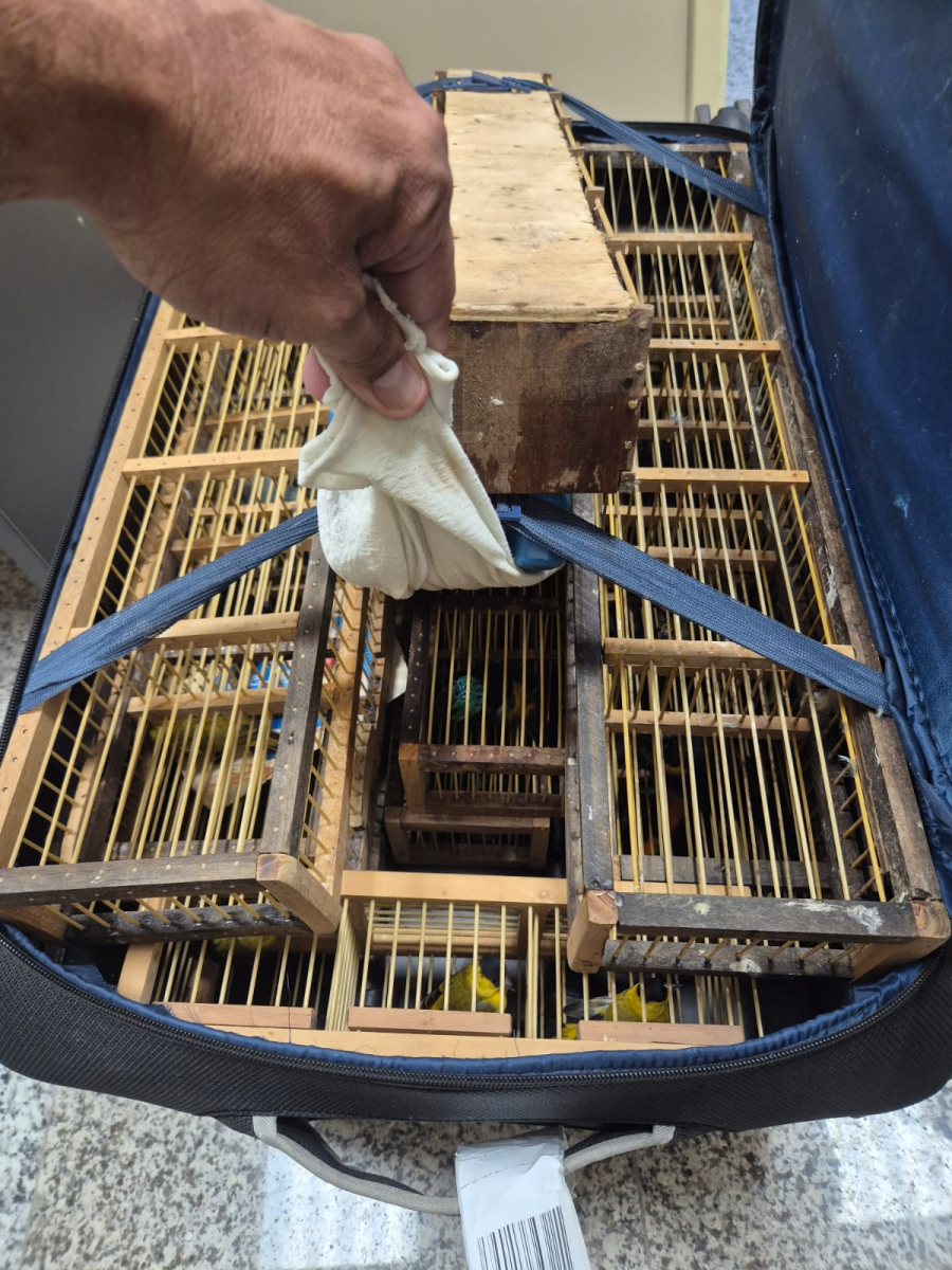 Ação integrada da PCAL e Polícia Federal apreendem 42 aves silvestres em bagagem no Aeroporto de Maceió