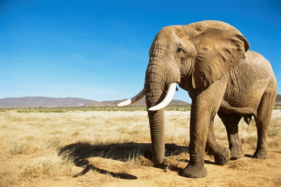 Caçador de animais, milionário americano morre esmagado por elefantes