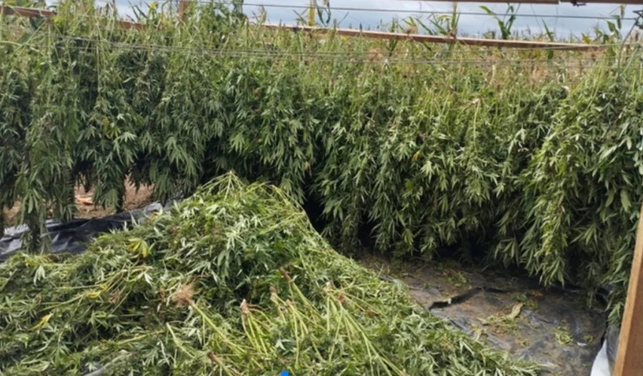 PF apreende cerca duas toneladas de maconha entre AL e BA