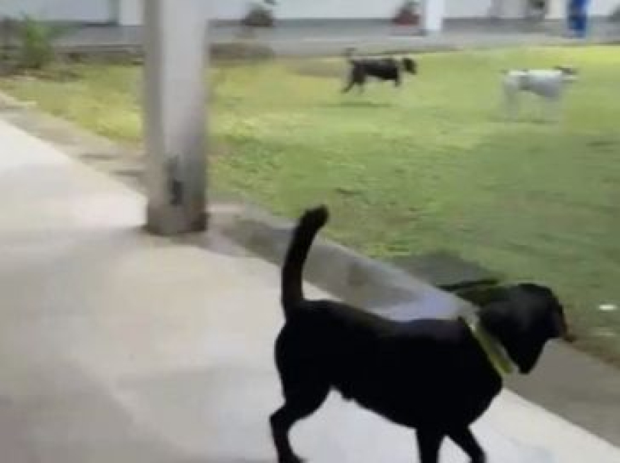 Ataques de cães no campus da UFAL suspendem aulas por tempo indeterminado