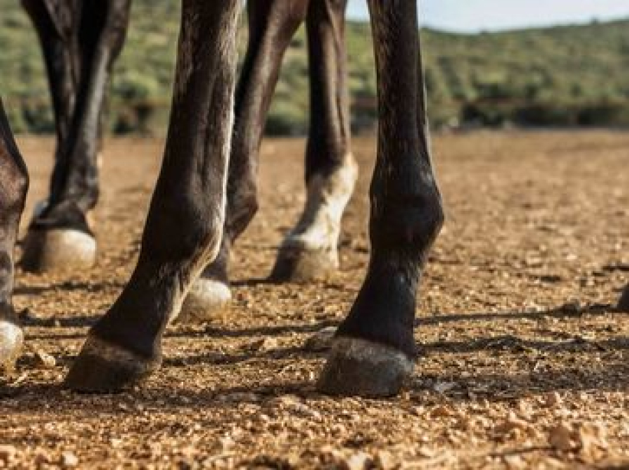 Mortes de cavalos por suspeita de ração contaminada chegam a Alagoas e caso segue sob investigação federal