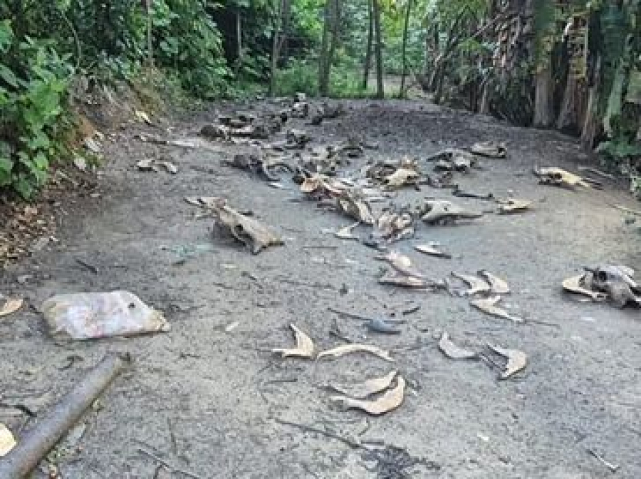 Matadouro clandestino é descoberto em operação e expõe cenário de irregularidades em Joaquim Gomes