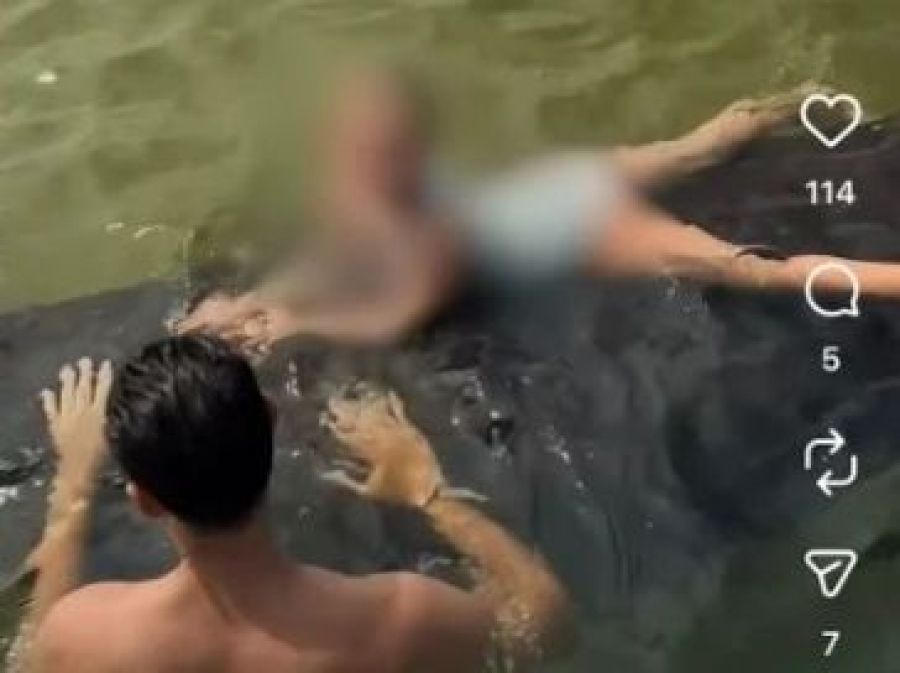 Vídeo de turistas com peixe-boi em São Miguel dos Milagres gera alerta e mobiliza ambientalistas