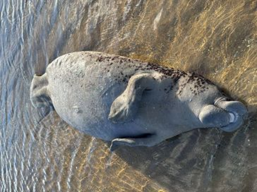 Peixe-boi é encontrado morto em praia de Maragogi