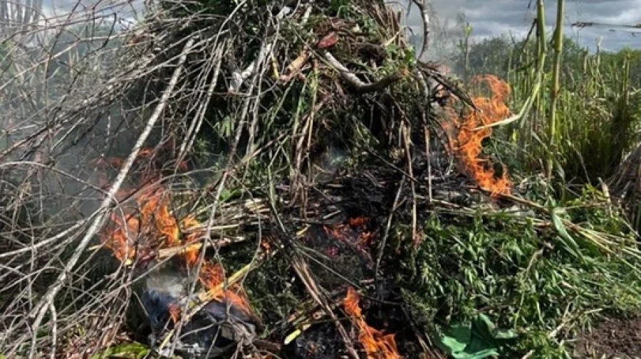 Operação integrada destrói mais de 2,8 mil pés de maconha em AL e PE