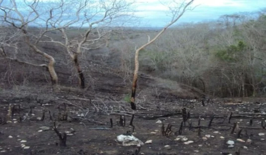 MPF entra com ação para recuperar área degradada em terra indígena em São Brás