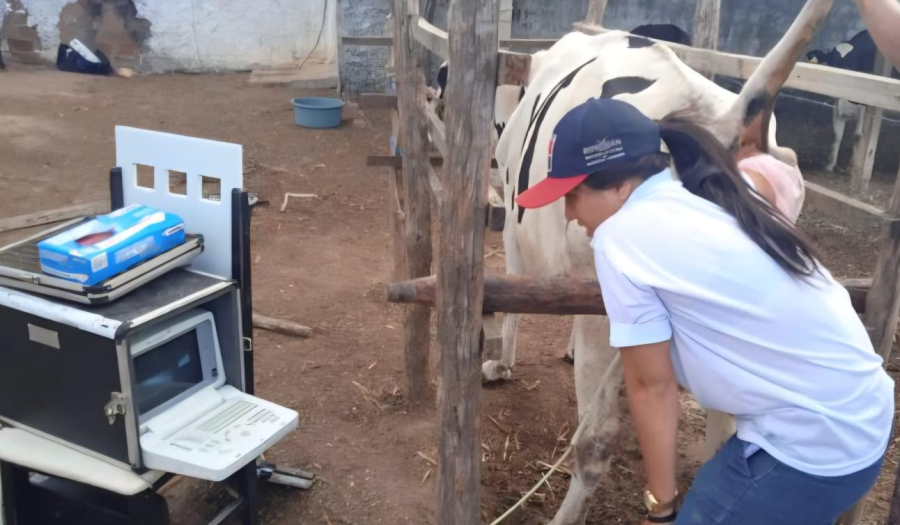 Programa de Melhoramento Genético amplia qualidade do rebanho em 24 comunidades de Arapiraca