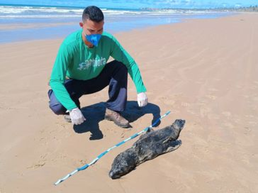 Lobo-marinho é encontrado morto no litoral sul de Alagoas; causa será investigada