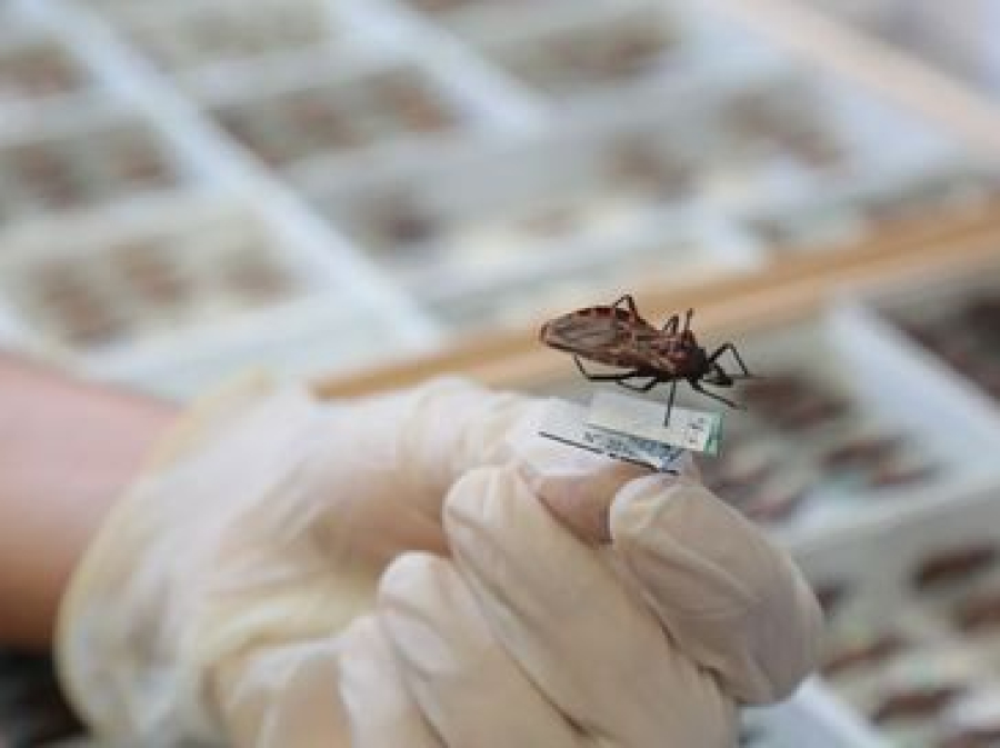 Novo medicamento é aprovado pela Anvisa para tratamento da doença de Chagas em pacientes pediátricos