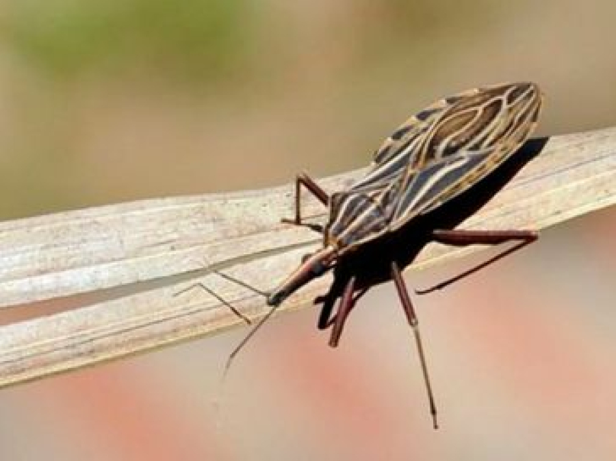 Anvisa aprova medicamento para tratamento da doença de Chagas em crianças