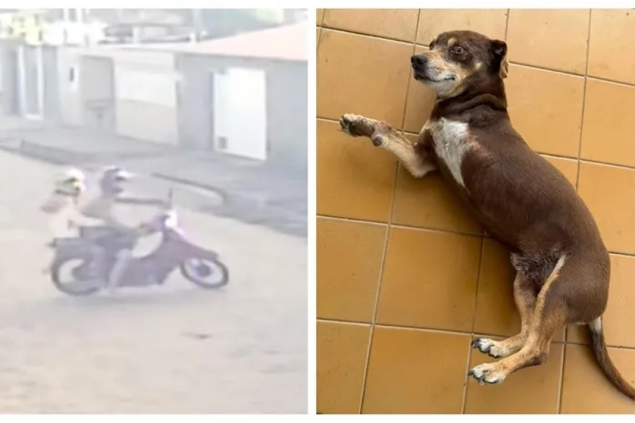 Família procura cachorro levado por casal em motocicleta em Arapiraca