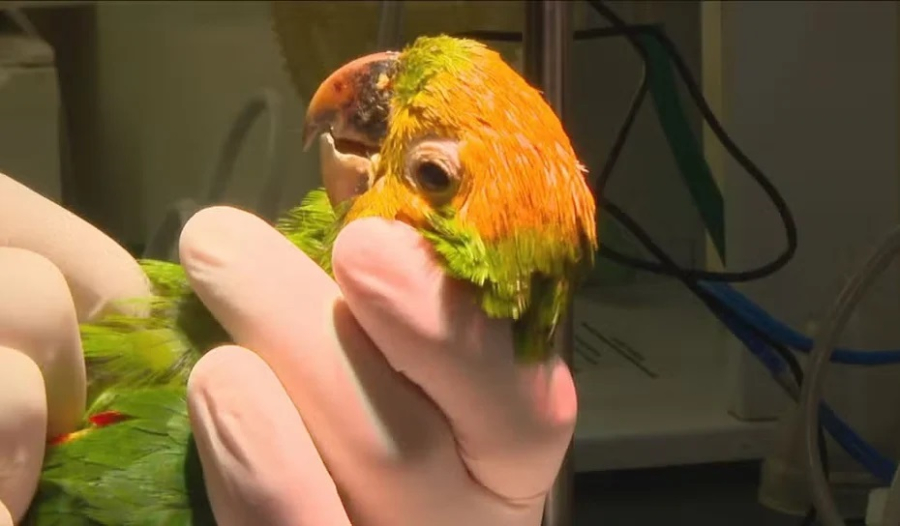 Maritacas são pintadas de amarelo para serem vendidas como papagaios no tráfico de animais