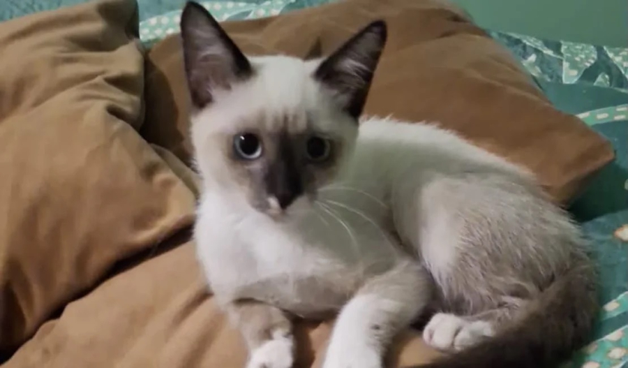 Gata de apoio emocional desaparece e família faz apelo para encontrá-la em Arapiraca