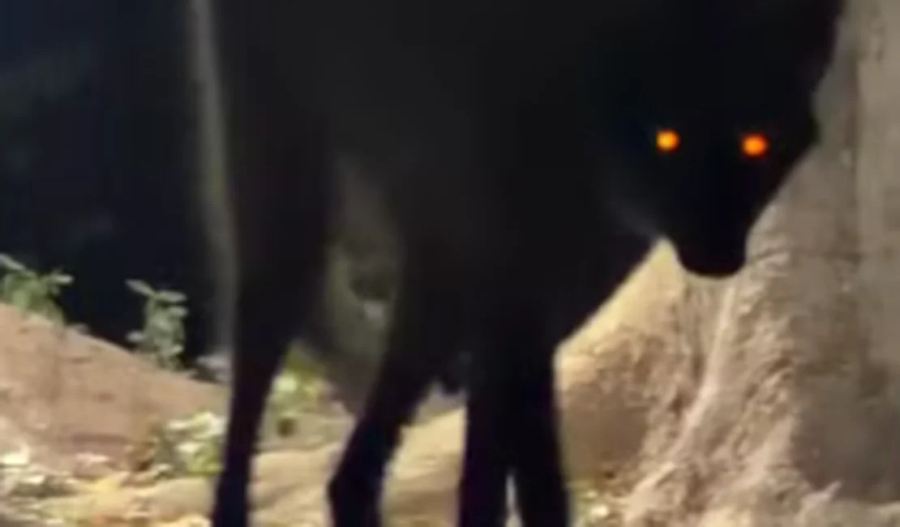 Lobo-guará é flagrado à noite e imagens impressionam no Pantanal