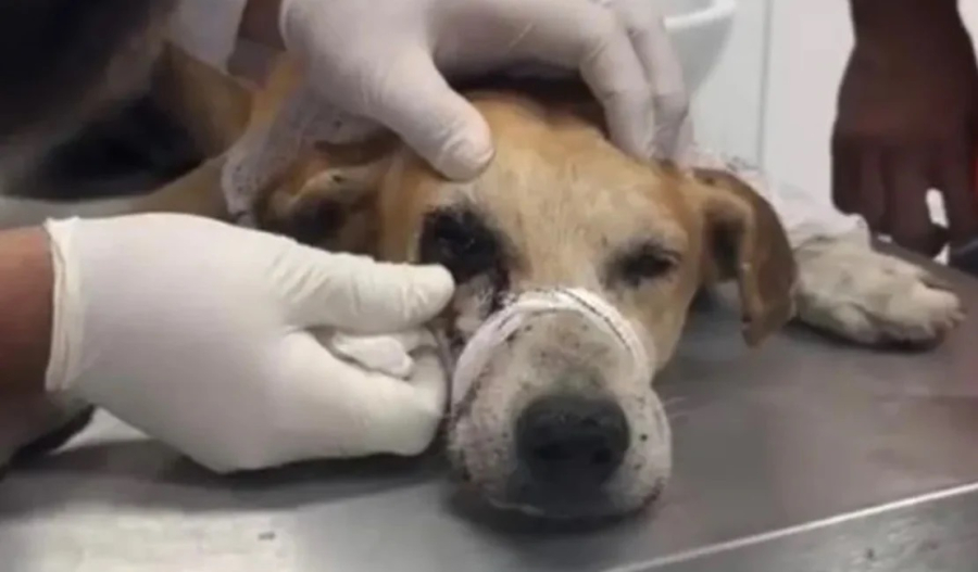 Suspeito de ferir cachorro com tiro no olho presta depoimento e nega crime em União dos Palmares