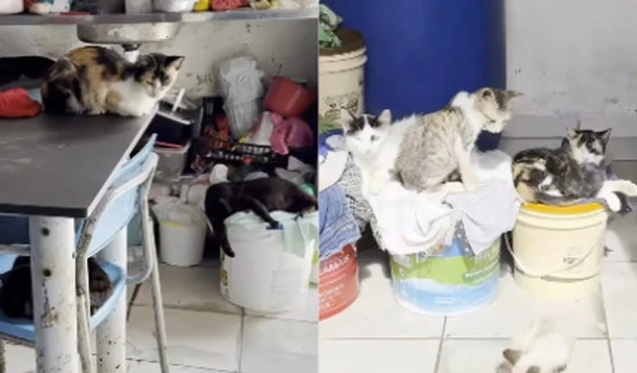 Família pede ajuda para casal de idosos que vive com mais de 30 gatos e três cães em Arapiraca